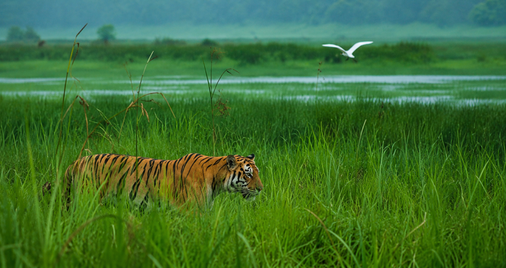 Tadoba
