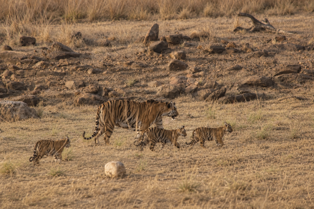 Tadoba–Pench