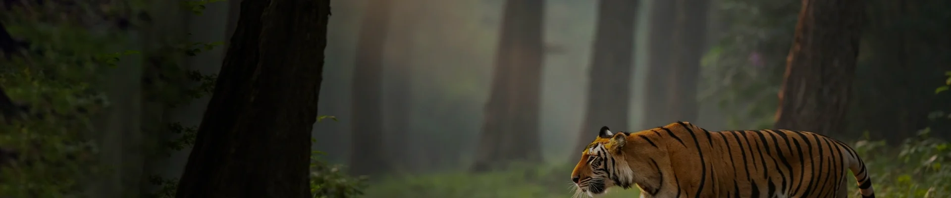 explore-banner-tadoba